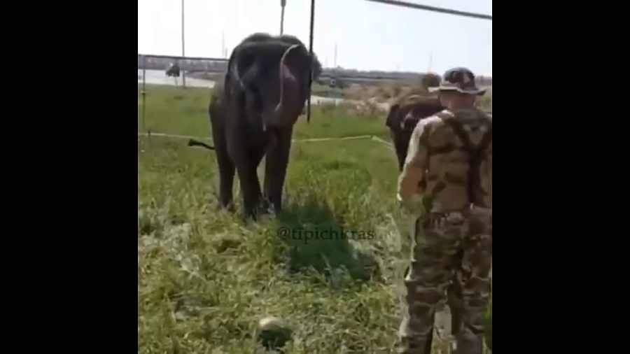 В Краснодарском крае жители станицы встретили двух индийских слонов, гуляющих рядом с трассой. Видео