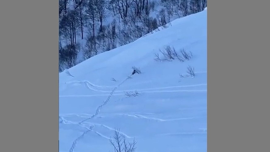 Медведь вышел к горнолыжным трассам в Сочи и попал на видео