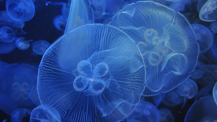 Бенджамин Баттон от мира беспозвоночных: в «Сириусе» ученые изучат навыки взрослой ушастой медузы превращаться обратно в личинку