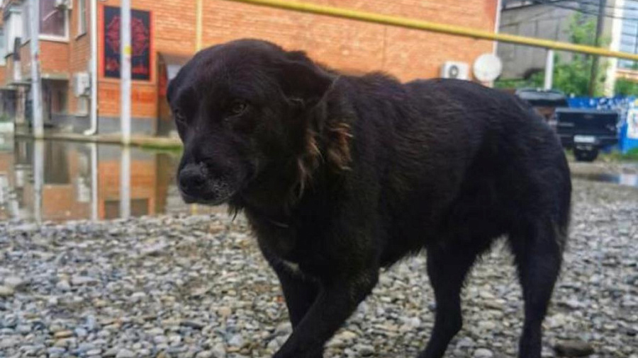 В Краснодаре собаку, спасшую жизнь ребенку, нашли в 17 км от ее места жительства