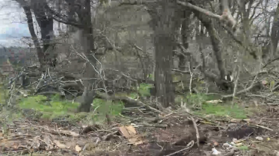 В Краснодарском крае «черные лесорубы» спилили деревья на 5,2 миллиона рублей