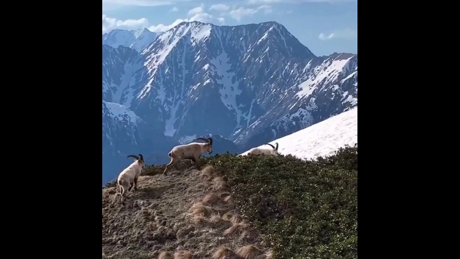 Прогулка кавказских туров в горах Сочи попала на видео