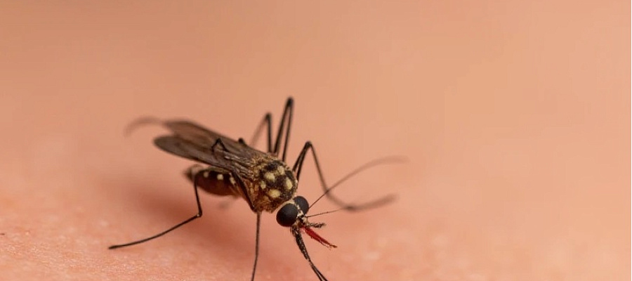 Туристка завезла в Москву лихорадку чикунгунья с Сейшел