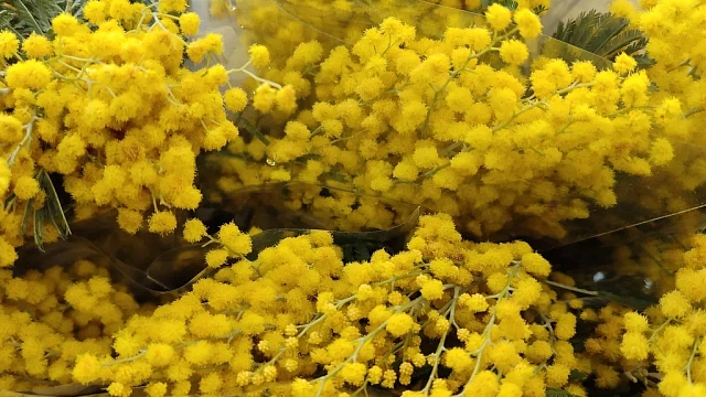 Тонны золотой мимозы из Абхазии едут на Кубань к 8 марта