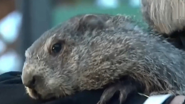 Знаменитый предсказатель Сурок Фил продлил зиму еще на шесть недель