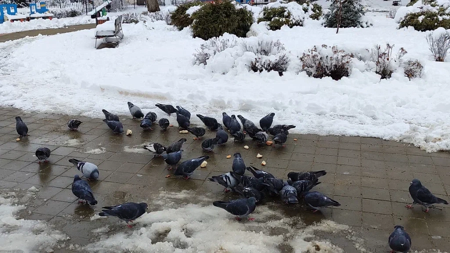 Долгожданное потепление на Кубани: синоптики назвали точные даты