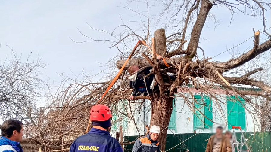 На Кубани парня придавило спиленное им дерево