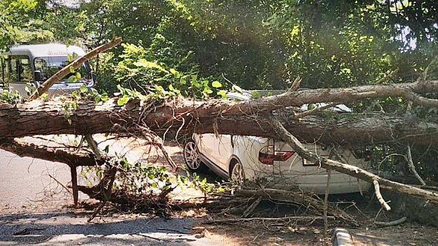 В Сочи упавшее дерево раздавило дорогую иномарку