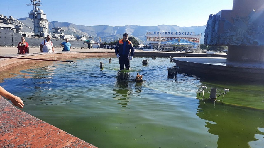 В Новороссийске спасатели помогли собаке, провалившейся в фонтан