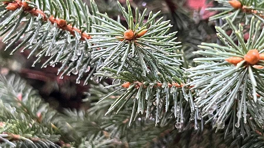 Где ждать снегопада?: В Краснодаре и крае 12 декабря погода принесет дожди, мокрый снег и заморозки до -7°С