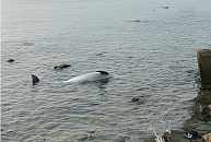 На Кубани открылись свыше 70 зимних пляжей с новыми зонами для отдыха