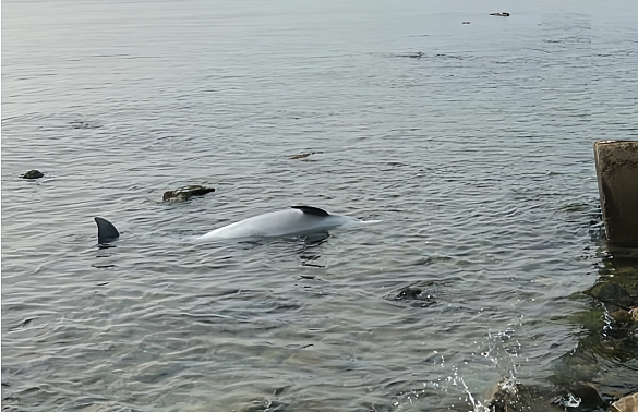 В Анапе экологи зафиксировали массовую гибель дельфинов 