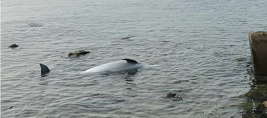 В Анапе экологи зафиксировали массовую гибель дельфинов 