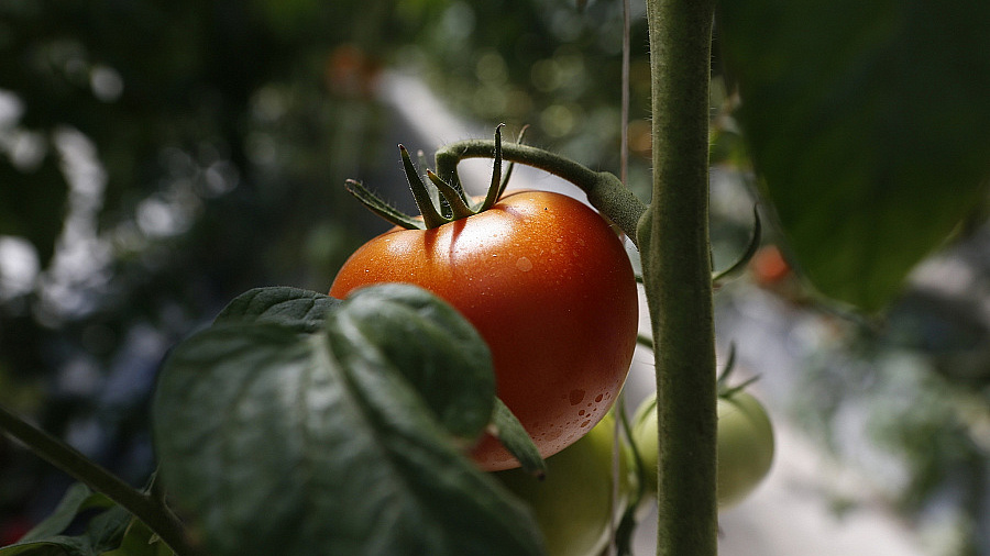 В Краснодарском крае с начала года собрали более 500 тысяч тонн овощей