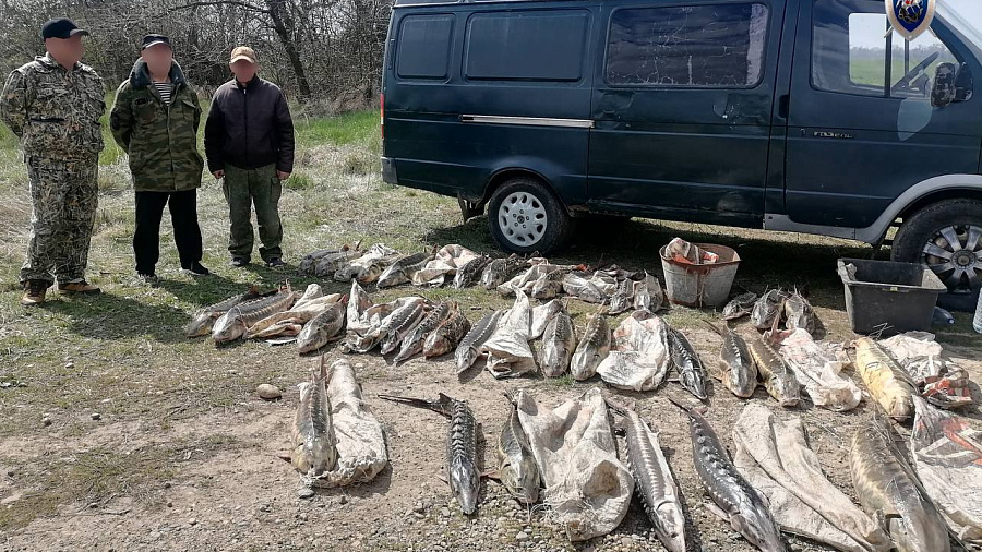 Восемь жителей Приморско-Ахтарского района незаконно выловили рыбу более чем на 7,4 млн рублей 
