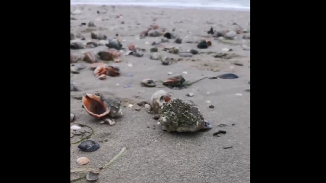 Усыпанный ракушками после шторма пляж в Анапе попал на видео