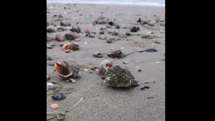 Усыпанный ракушками после шторма пляж в Анапе попал на видео