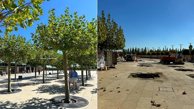 Аллея платанов в парке «Краснодар» станет длиннее