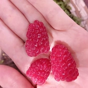 Названы продукты, сохраняющие молодость кожи лица вокруг глаз