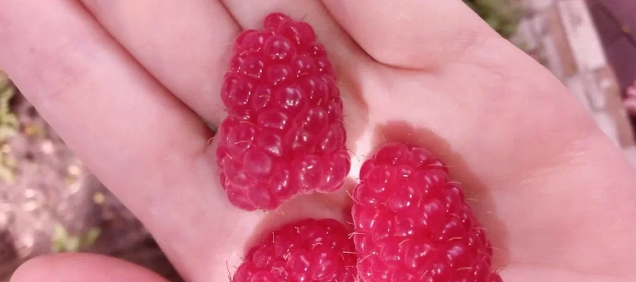 Названы продукты, сохраняющие молодость кожи лица вокруг глаз