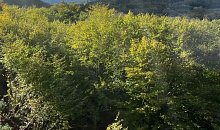 Генпрокуратура обнаружила в Сочинском нацпарке нарушения на 3 миллиарда рублей