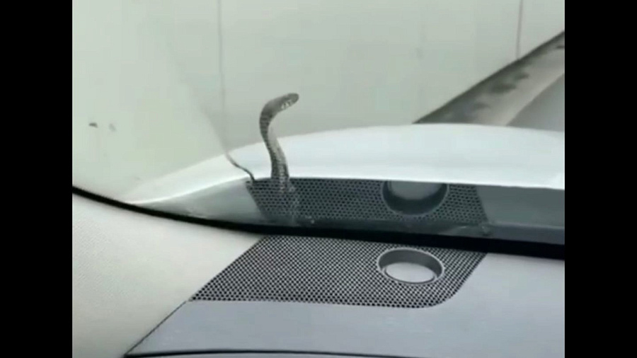 В Сочи житель Дагомыса после подтоплений обнаружил змею в капоте автомобиля. Видео