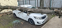 В Краснодаре упавшее дерево помяло четыре иномарки