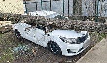 В Краснодаре упавшее дерево помяло четыре иномарки