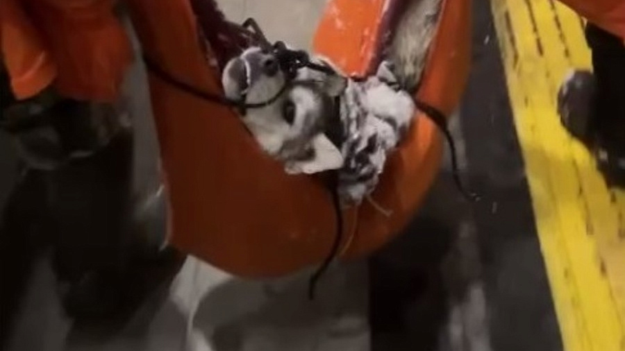 В Сочи спасли «волка», сбитого поездом