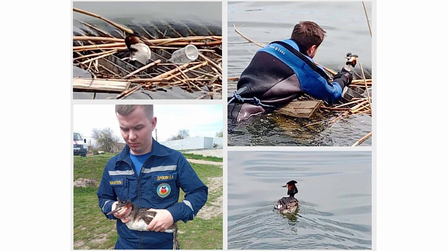 В Краснодаре спасатели освободили цаплю, застрявшую в трубе на озере Карасун