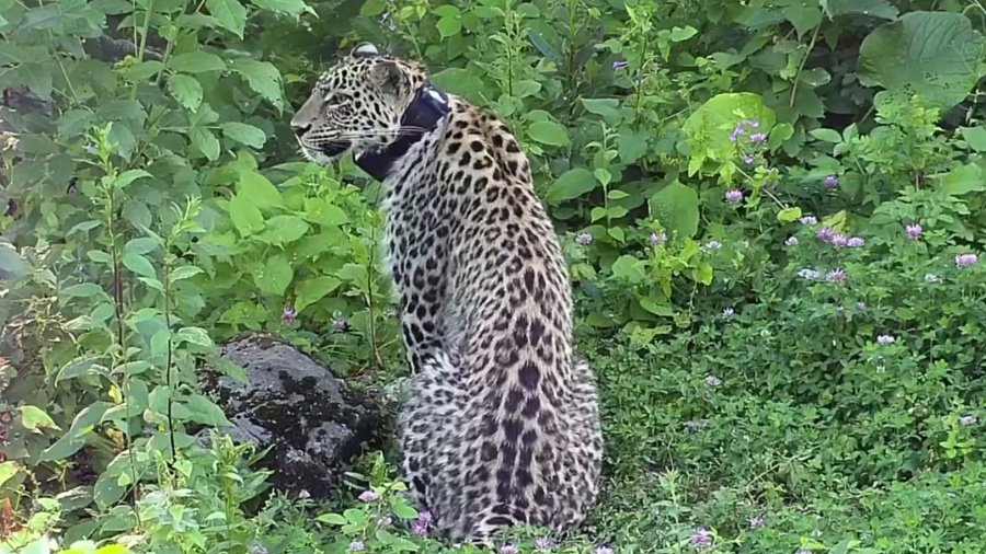 Самка переднеазиатского леопарда из Сочи Лаура успешно поохотилась на косулю