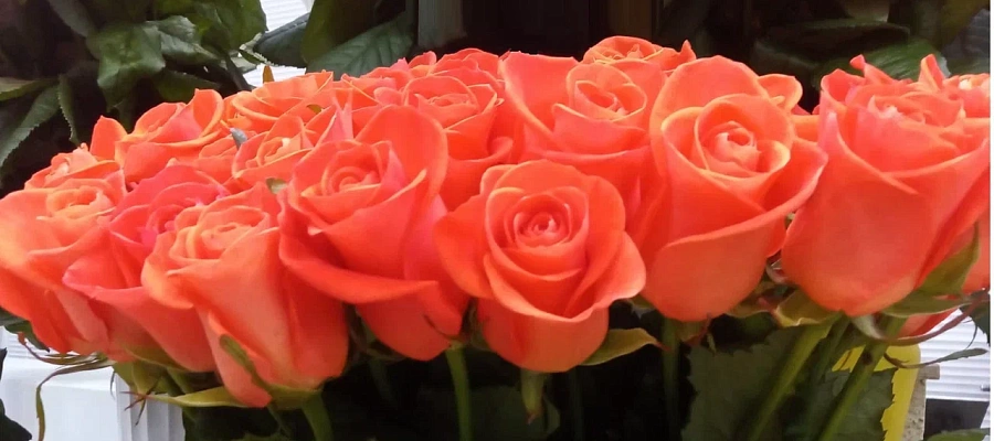 Краснодарцы на 8 марта готовы тратить до 10 тысяч рублей на подарки женам