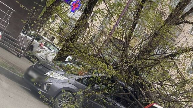Поваленные деревья и перевернутые лавочки. Очевидцы публикуют кадры с последствиями ураганного ветра в Краснодаре