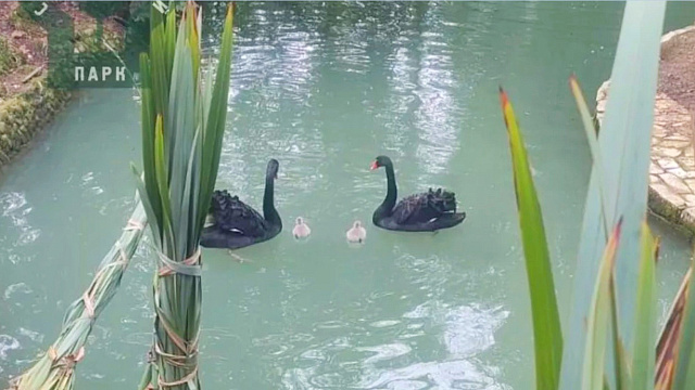 В Сочинском национальном парке у пары черных австралийских лебедей появились 2 птенца