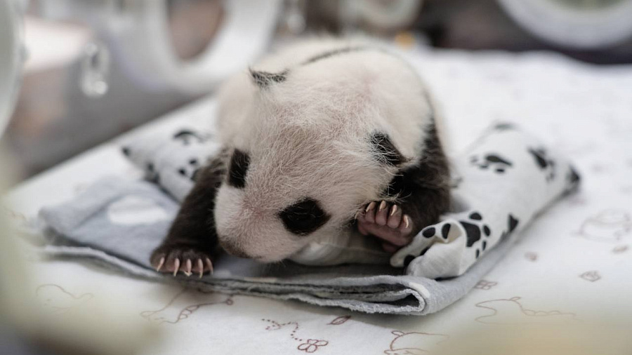 Сотрудники Московского зоопарка выяснили пол первого родившегося в России детеныша панды