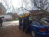 В Краснодаре дерево рухнуло на припаркованное авто
