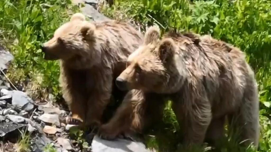 В Сочи семья бурых медведей, направляющаяся на завтрак, попала на видео