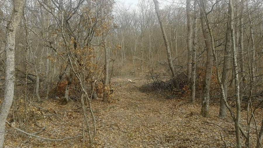 В Анапе житель Сибири незаконно срубил 44 дуба