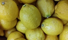 Египетские цитрусовые с опасной мухой остановили в Новороссийске