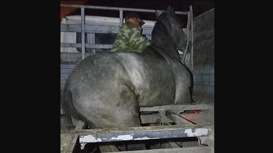 В Краснодарском крае толстая лошадь провалилась в кузове автомобиля при транспортировке