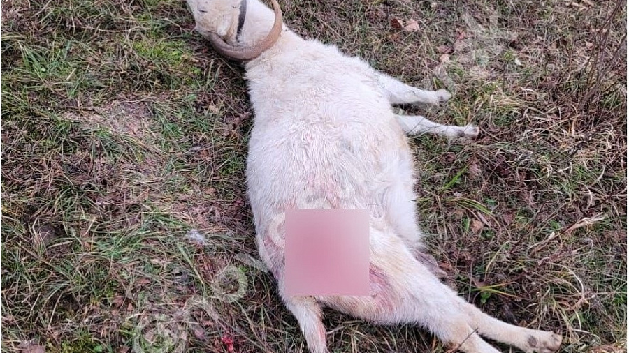 В Новороссийске возле контактной фермы неизвестные расстреляли двух коз 