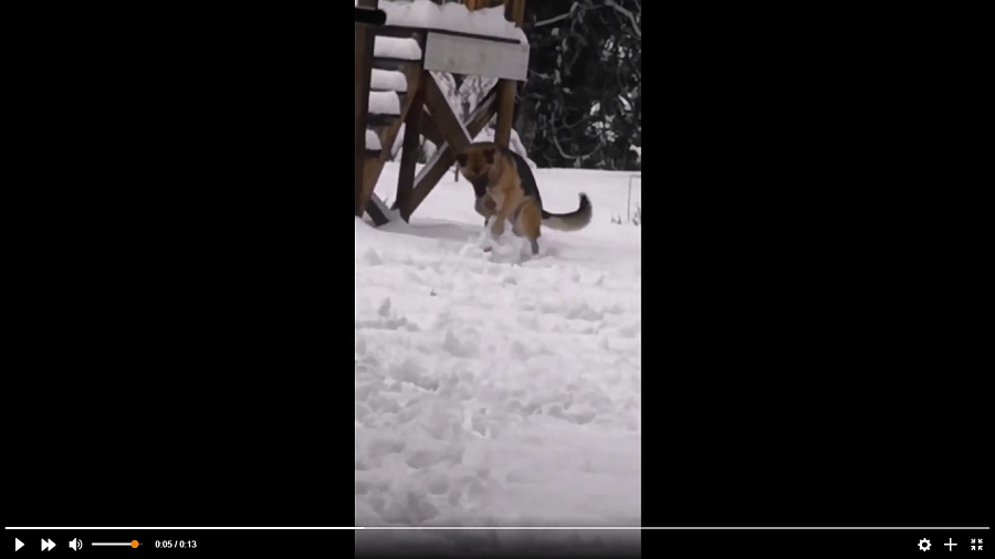 Уморительные попытки пса самостоятельно слепить снеговика попали на видео и рассмешили Сеть