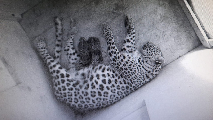 У пары переднеазиатских леопардов из Сочинского национального парка родилось первое потомство