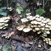 Опасность «тихой охоты»: на Кубани отравились грибами 43 человека с начала года