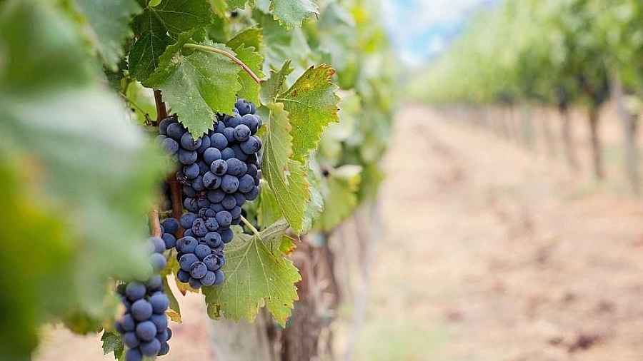Край виноградников: как Кубань стала центром виноделия России