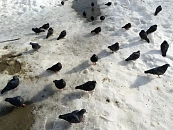 Голуби падают замертво десятками в Туапсе, Геленджике и Горячем Ключе