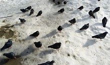 Голуби падают замертво десятками в Туапсе, Геленджике и Горячем Ключе