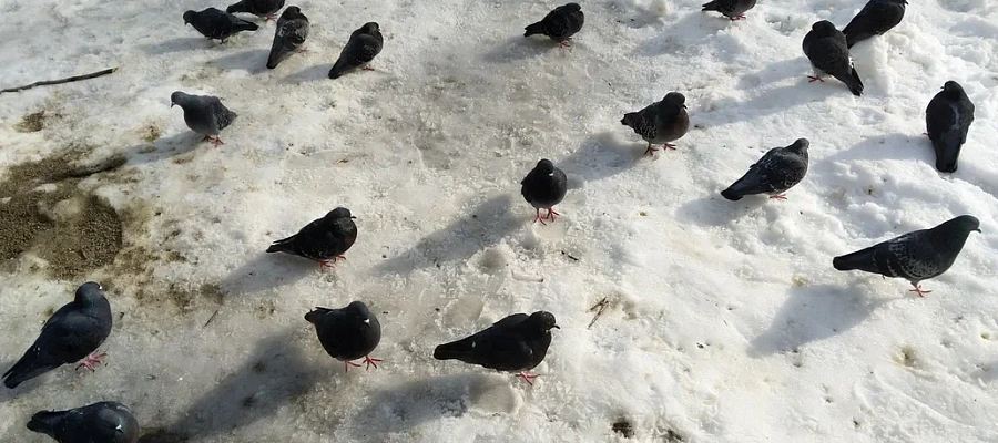 Голуби падают замертво десятками в Туапсе, Геленджике и Горячем Ключе