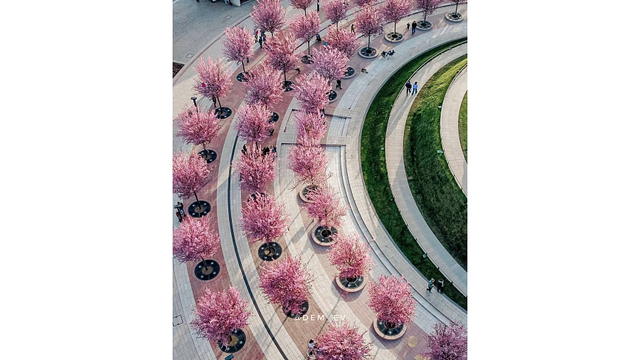 Розовые деревья и идеальная геометрия. В парке Галицкого в Краснодаре появилась новая весенняя локация