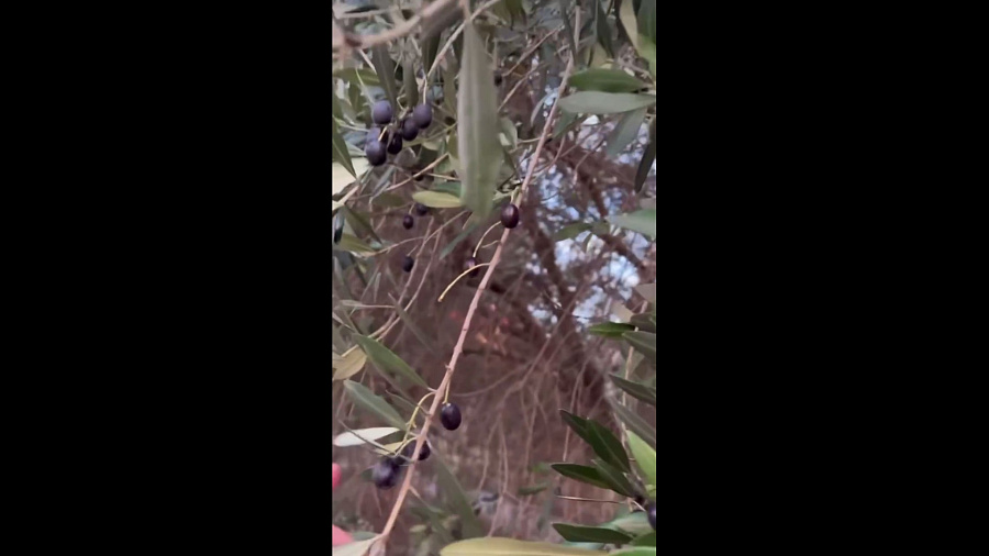 Усыпанная созревшими оливками улица в Сочи попала на видео